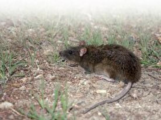 هشدار افزایش جمعیت موش‌ها در مزارع آذربایجان شرقی