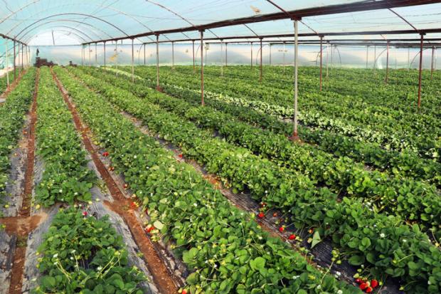 تولید سالانه توت فرنگی گلخانه‌ای در آذربایجان‌غربی ۲۶۰ تُن است