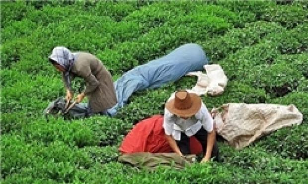 خرید تضمینی ۸۳ هزار تن برگ سبز چای/ ۹۰ درصد چای مصرفی در سازمان‌ها خارجی است