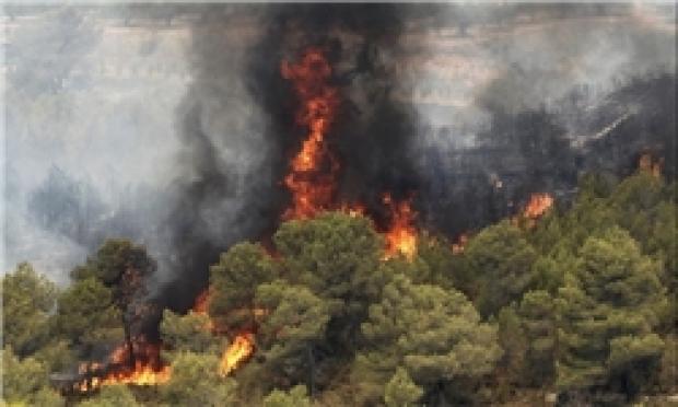 «آتش‌سوزی‌های متوالی جنگل‌ها» صدای سازمان محیط زیست را هم درآورد