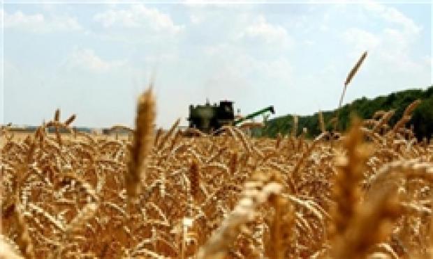معامله 800 تن گندم با قیمت تضمینی در بورس کالا