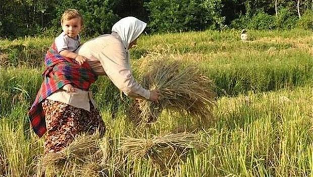 مدیر کل صندوق بیمه اجتماعی کشاورزان، روستاییان و عشایر آذربایجان‌غربی گفت: بیش از ۱۵هزار مادر روستایی دارای ۳فرزند و بالاتر تحت پوشش صندوق قرار گرفته اند. 