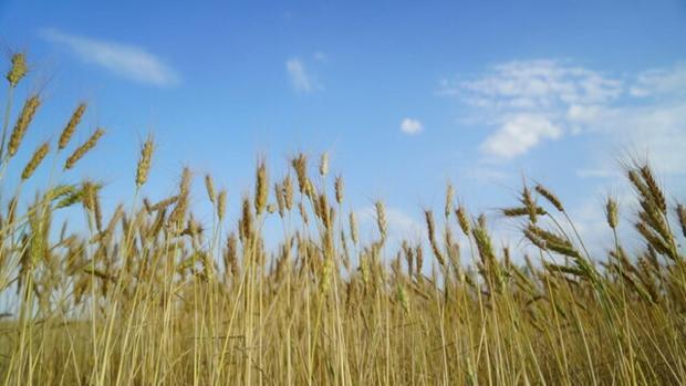 مدیرکل غله و خدمات بازرگانی استان کرمانشاه از خرید تضمینی حدود ۱۳۸ هزار تن گندم در استان خبر داد و گفت : نگرانی بابت پرداخت پول کشاورزان وجود ندارد.