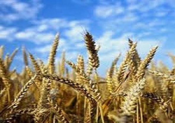 ذخیره‌سازی بیش از یک میلیون تن گندم در سیلوهای استان 