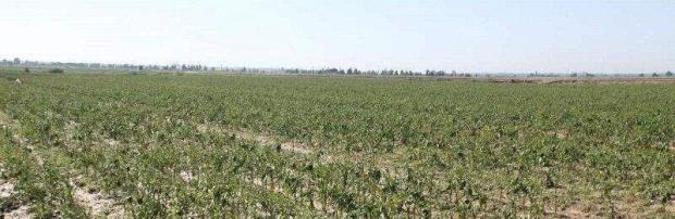 کاهش ریسک تولید در دیم‌زارهای کردستان؛ امنیت غذایی در سایه کشاورزی حفاظتی +فیلم