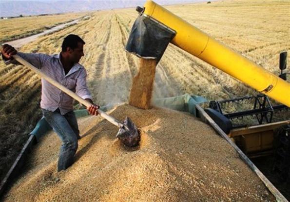 12 هزار و 480 میلیارد ریال گندم کشاورزان کردستان خریداری شد