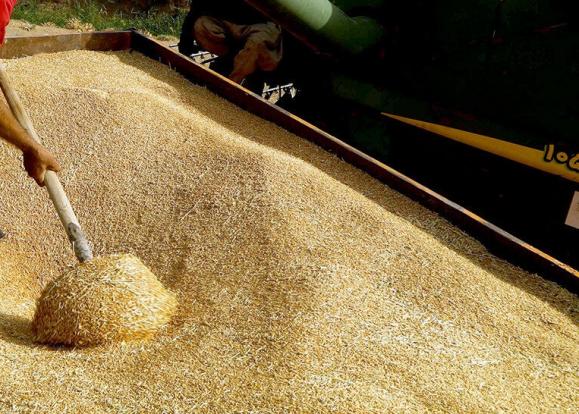 ۴۸۰ هزار تُن گندم از کشاورزان آذربایجان‌غربی خریداری شد