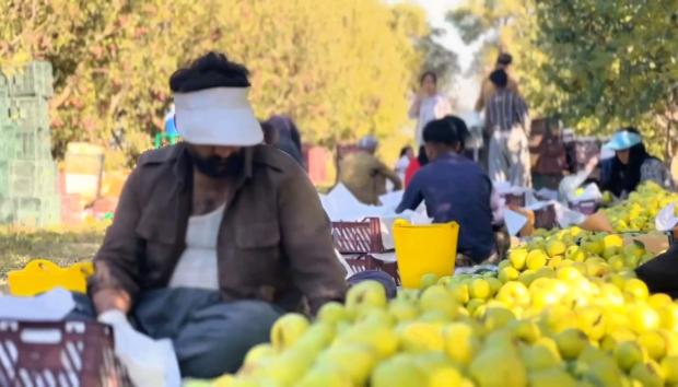 حدود ۱۰ هزار و ۷۸۰ هکتار از باغ‌های این شهرستان به باغ سیب اختصاص یافته که حدود هفت هزار و ۳۰۰ هکتار آن بارور است.