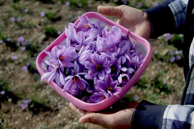  پاییز در مهاباد فصل کشت محصولات کشاورزی است اما چند سالی است اواسط این ماه طلایی، زمان برداشت محصول جدیدی به نام زعفران است که به طلای سرخ هم شهرت دارد. 