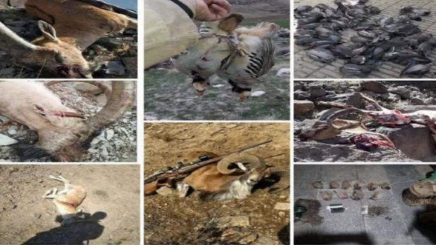 یک رم حافظه حاوی تصاویر شکار حیوانات مختلف که از چند شکارچی متخلف کشف شد و از اقدامات گسترده یک شبکه بزرگ از شکارچیان غیرمجاز در استان کرمانشاه پرده برداشت.