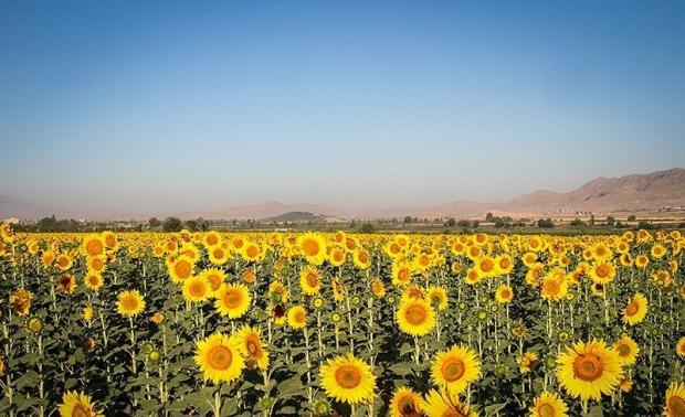 بیش از ۹۰۰۰ تن آفتابگردان در استان کرمانشاه تولید می‌شود