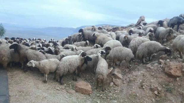 کشف ۳۲۱ رأس دام قاچاق در پیرانشهر