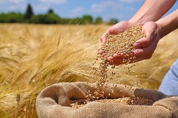  احتمال تغییر قیمت گندم بالا رفت