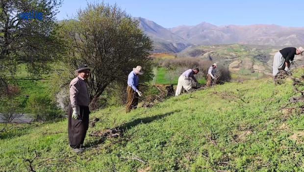 روستانشینهای منطقه میرآباد همه ساله در اوایل فصل بهار دست جمعی هرس درختان انگور را شروع می کنند 