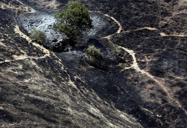 آتش سوزی جنگل‌های مریوان در سه منطقه مهار شد
