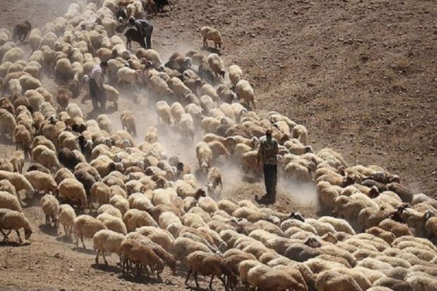 کشف احشام قاچاق در پیرانشهر