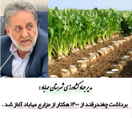 برداشت چغندرقند در ۱۴۰۰ هکتار از مزارع شهرستان مهاباد آغاز شد .