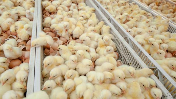 کشف ۹۰۰ قطعه مرغ زنده از یک مرغداری زیرزمینی در مراغه