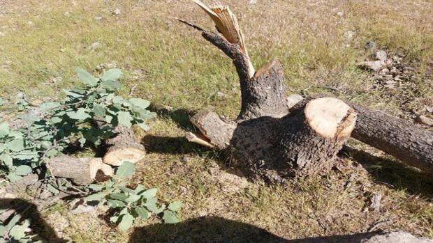 محکومیت مالی برای قاطع درخت بلوط در شهرستان کامیاران