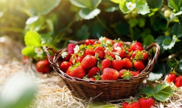  کردستان رتبه نخست تولید توت فرنگی کشور