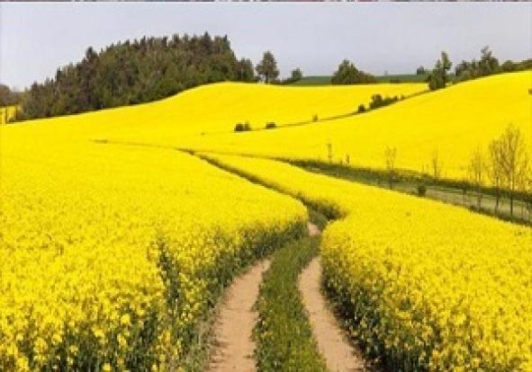  پیش بینی افزایش دو برابری سطح زیر کشت کلزا در میاندوآب