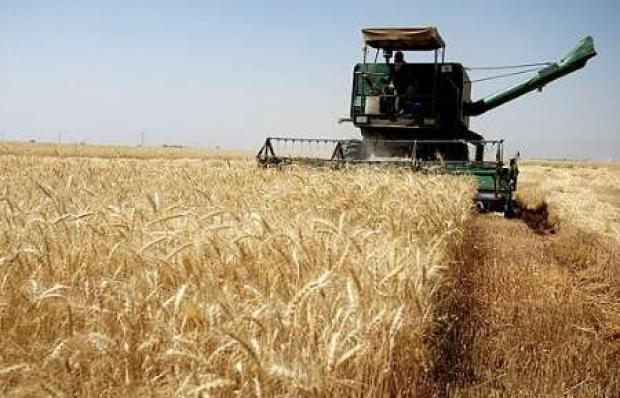 120 هزار تن گندم از مزارع شهرستان دهلران برداشت شد