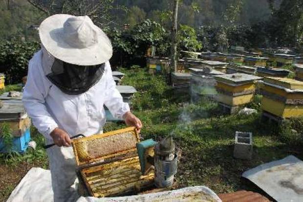  اشتغال 11 هزار نفر در بخش تولید عسل در آذربایجان غربی