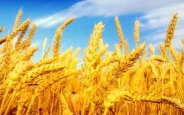 پیش بینی تولید 650 هزار تن گندم در آذربایجان شرقی در سال زراعی