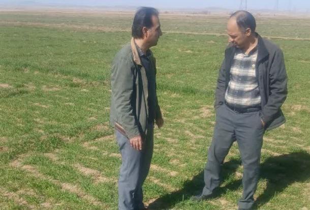  وضعیت مزارع کشت پاییزه فراهان ارزیابی شد