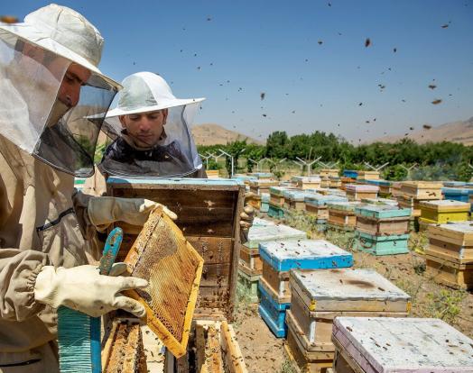 ۴۱۰ میلیارد ریال برای اشتغال‌زایی در روستاهای خراسان‌شمالی پرداخت شد