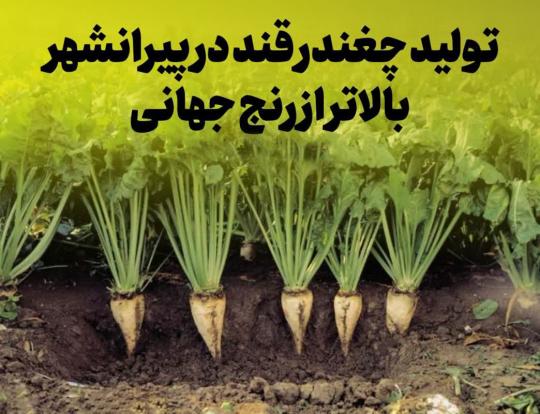 تولید چغندر قند در پیرانشهر بالاتر از رنج جهانی