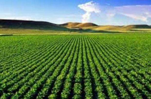 ایکاردا راهکار نجات کشاورزی دیم در کردستان 