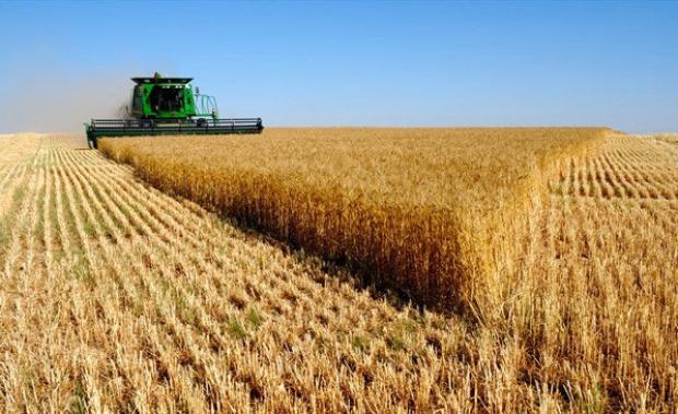 پیش بینی برداشت 650 هزار تن گندم در استان کردستان 